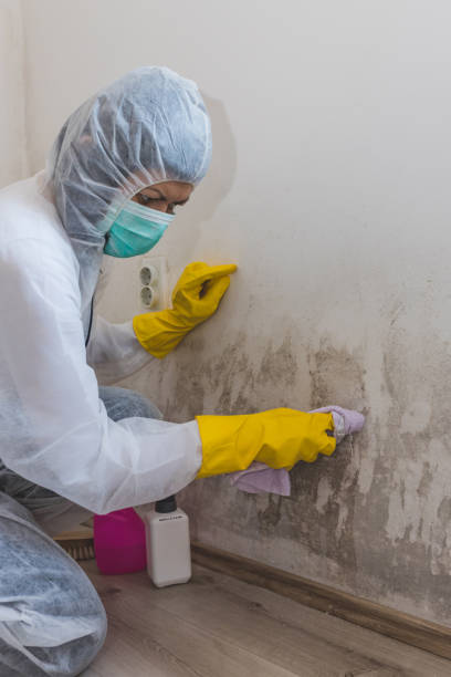 Best Air Quality Testing for Mold Spores  in Ferrysburg, MI