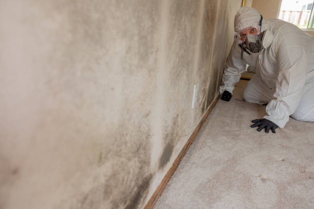 Best Emergency Mold Remediation  in Ferrysburg, MI